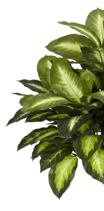 Куст
