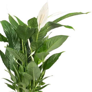 Куст